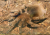 A trap-door spider (mygale)